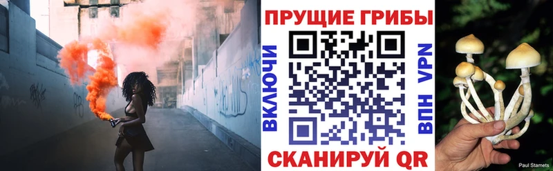 дарнет шоп  Шахунья  Галлюциногенные грибы Psilocybe 